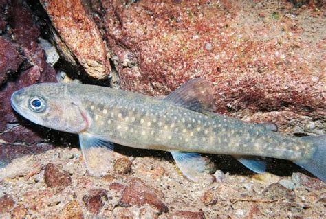 Free picture: juvenile, bull, trout, fish, resting, underwater