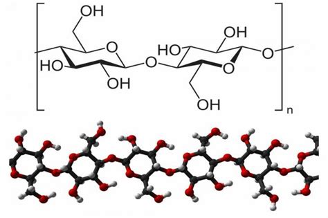 Selulosa Adalah Pengertian Makalah Struktur Dan Contohnya — mutualist.us