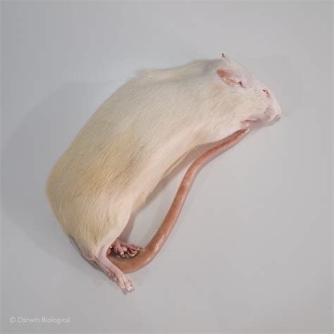 Frozen Rats | Biology Supplies - Darwin Biological