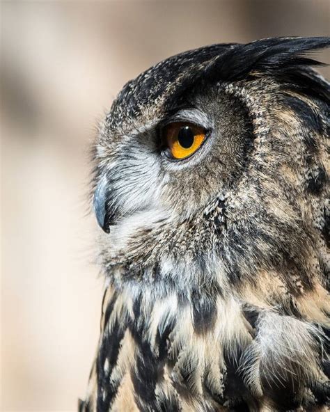 Eagle Eyed Owl by Trishkochphoto - VIEWBUG.com