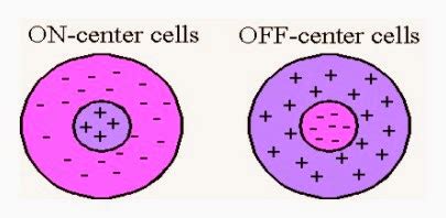 Deniz Yuret's Homepage: On the emergence of visual cortex receptive ...