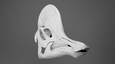 3D Corythosaurus Skull - TurboSquid 1980088