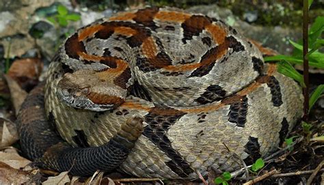 Timber Rattlesnake | The Animal Facts | Appearance, Diet, Habitat, Range