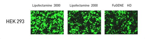 Lipofectamine 3000 Reagent | Thermo Fisher Scientific - US