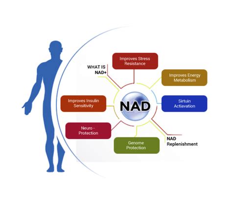 How do NAD+ boosters work? | EliX Health - High Purity NMN Capsules