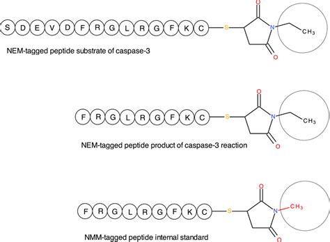 N‐ethylmaleimide (NEM)‐tagged peptide substrate and product of... | Download Scientific Diagram