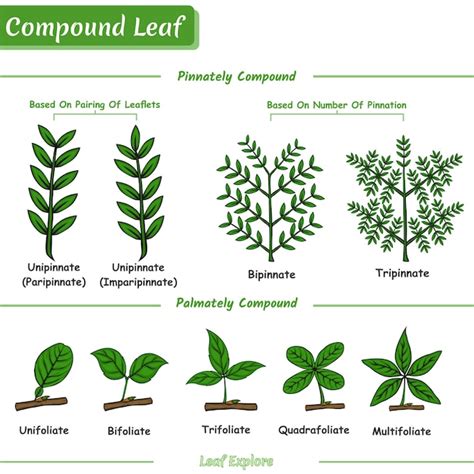 Premium Vector | Compound leaf or type of compound leaf