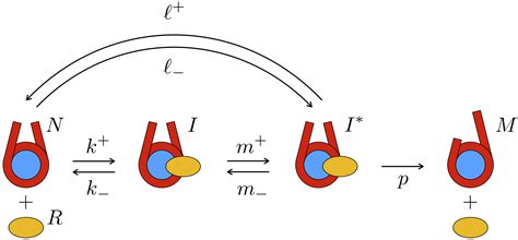 16 Captivating Facts About Chromatin Remodeling - Facts.net