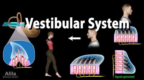 Vestibular System Diagram