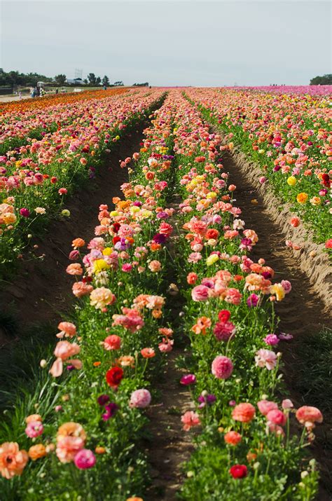 An Afternoon in Carlsbad Flower Field - Blooming Suitcase