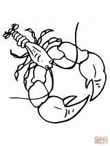 Crayfish With Big Claws coloring Page  Free Printable Coloring Pages sketch template