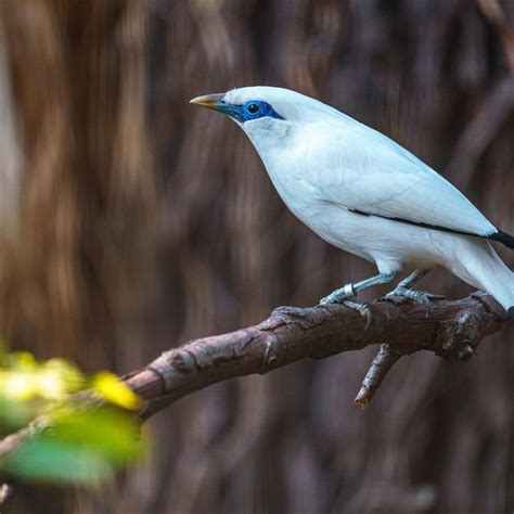 Premium Photo | Bali starling