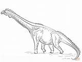 Brachiosaurus coloring Page  Free Printable Coloring Pages sketch template