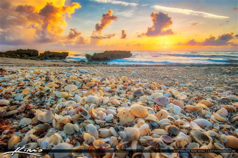 Seashells on South Florida Beach | HDR Photography by Captain Kimo