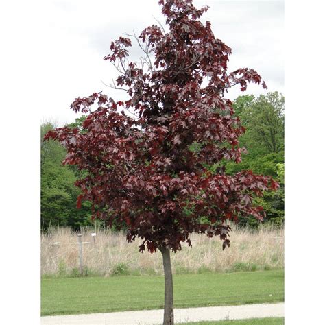 Crimson King Red Maple Tree For Sale - Fuegoder Revolucion