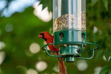 What Kind of Bird Seed Do Cardinals Like? - Bird Feeder Hub