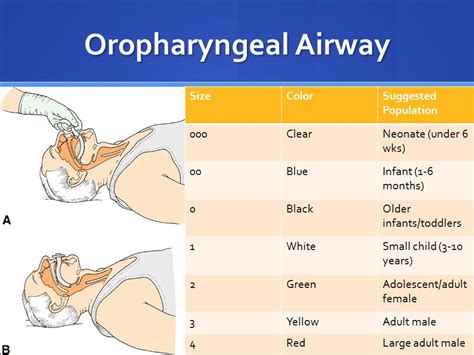 Oropharyngeal Airway Measurement