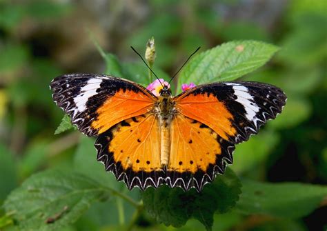 Butterfly Garden | Butterfly Garden | Butterfly pictures, Butterfly garden, Beautiful butterflies