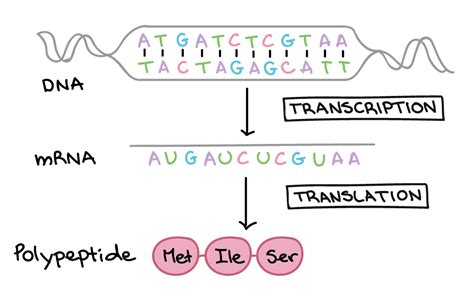 Gene Dna Sequence