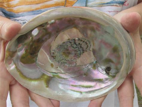 6-3/8 inches Polished Red Abalone Shell for Sale - you are buying this one for $24.99