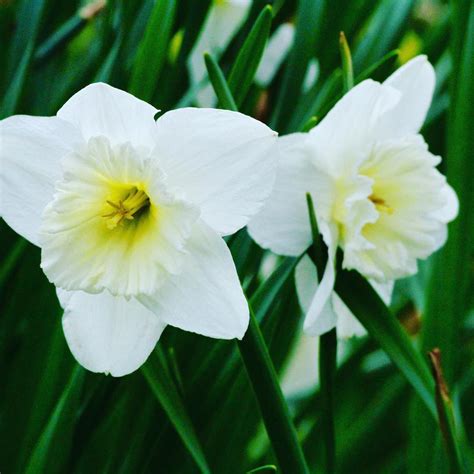 White daffodils #flowers #flower #midwest #spring #daffodils #nature # ...