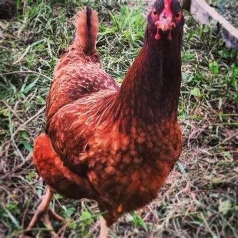 Organic Country Chicken Feed - Organic Country Chicken Starter Feed ...