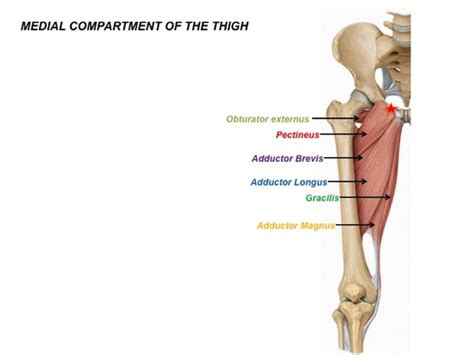 ANATOMY LECTURE 10 -- medial thigh muscles and neurovascular structures (anteromedial thigh ...