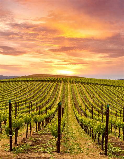 Tips for planning a perfect trip to California wine country – Lonely ...