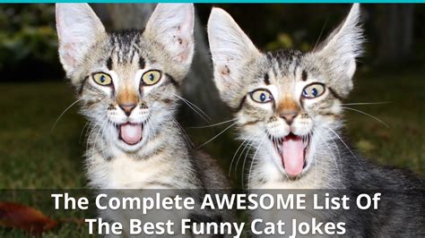 The Complete AWESOME List Of The Best Funny Cat Jokes