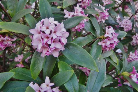 How to Grow and Care for Winter Daphne | Gardener’s Path