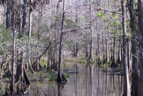 St. Johns Wildlife Tours | Airboat Rides and Custom Eco-Tours on Florida’s St. Johns River