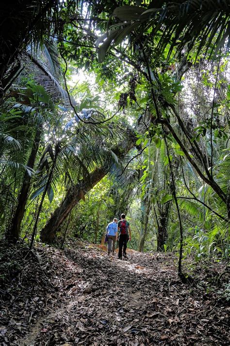 Cockscomb Basin Wildlife Sanctuary: A Guide for Travelers