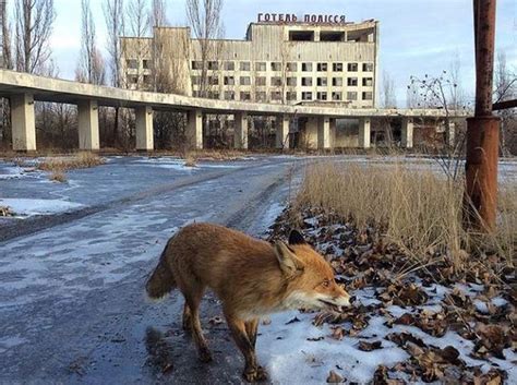 Wildlife In Chernobyl - Barnorama