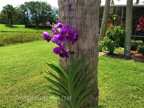 How To Water & Fertilize A Vanda Orchid For Maximum Blooming Potential - SunDaze SaltAir