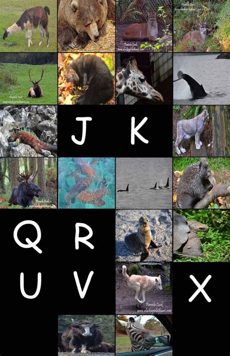 Animal Alphabet | Travel, Photography, and Other Fun Adventures ...