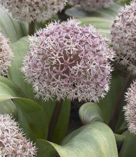 Alliumbollen Karataviense - grootbloemige korte Allium! - Tulip Store