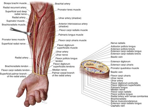 Radial Forearm Flap | Pocket Dentistry