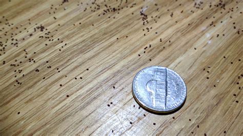 Termite Droppings But No Termites? (Here's What it Means)