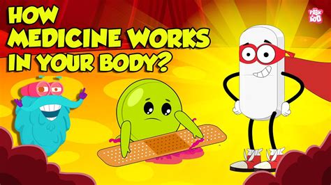 How Medicine Works in Human Body? | How Your Body Process Medicine ...