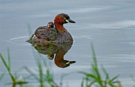 Little Grebe: Little-known Creature of the Wetlands | Roundglass | Sustain