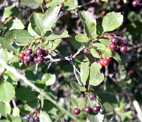 Hawthorn, Douglas Hawthorn Crataegus Douglasii : There are a variety of ...