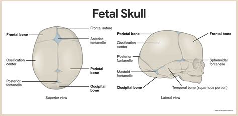 Skeletal System Anatomy and Physiology | Skeletal system anatomy ...