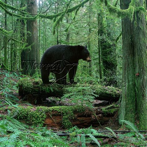 Black Bear in forest photo - WP00307