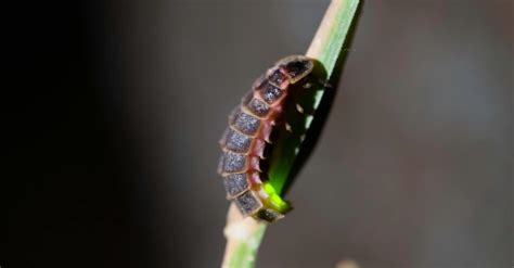 Glow Worm Insect Facts | AZ Animals