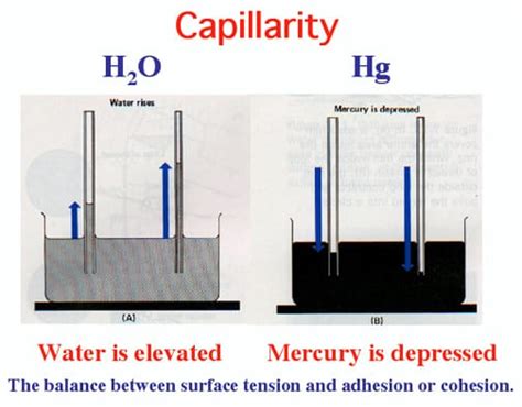 Capillarity & Wetting - SchoolWorkHelper