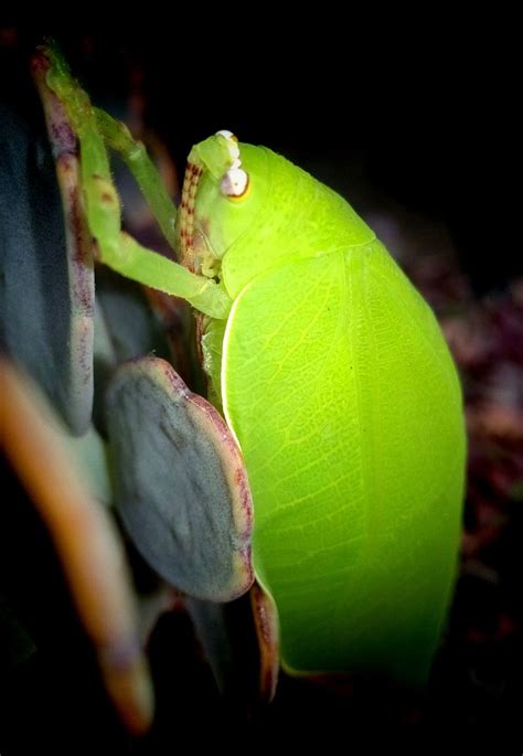 Read more on www.natureindigitaleye.com 👉 Leaf Insect’s Survival Mechanism #nature_brilliance ...