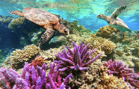 Green Sea Turtle Swimming Over Coral Reef Photograph by Artush Foto | Pixels