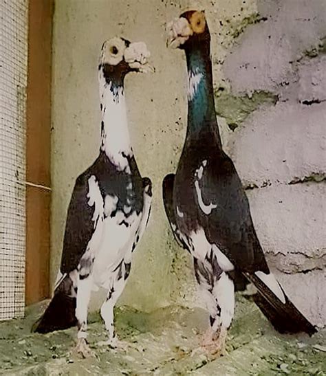 English Carrier Pigeons For Sale - Racing Pigeons for Sale - Pigeon Farms & Co. - Call (562) 235 ...