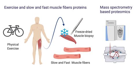 Twitching, fast and slow: New approach to studying muscle fibers ...