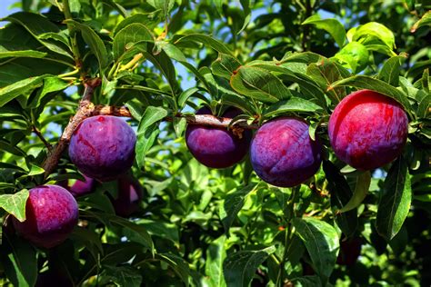 Santa Rosa Plum Trees | Ison's Nursery & Vineyard